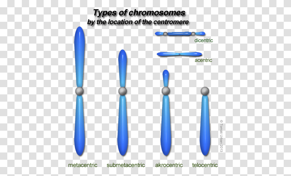 Types Of Chromosomes On The Basis Of Centromere, Cutlery, Sphere, Juggling, Tool Transparent Png