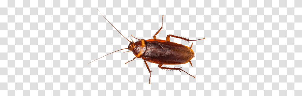 Types Of Cockroaches In New York, Insect, Invertebrate, Animal Transparent Png