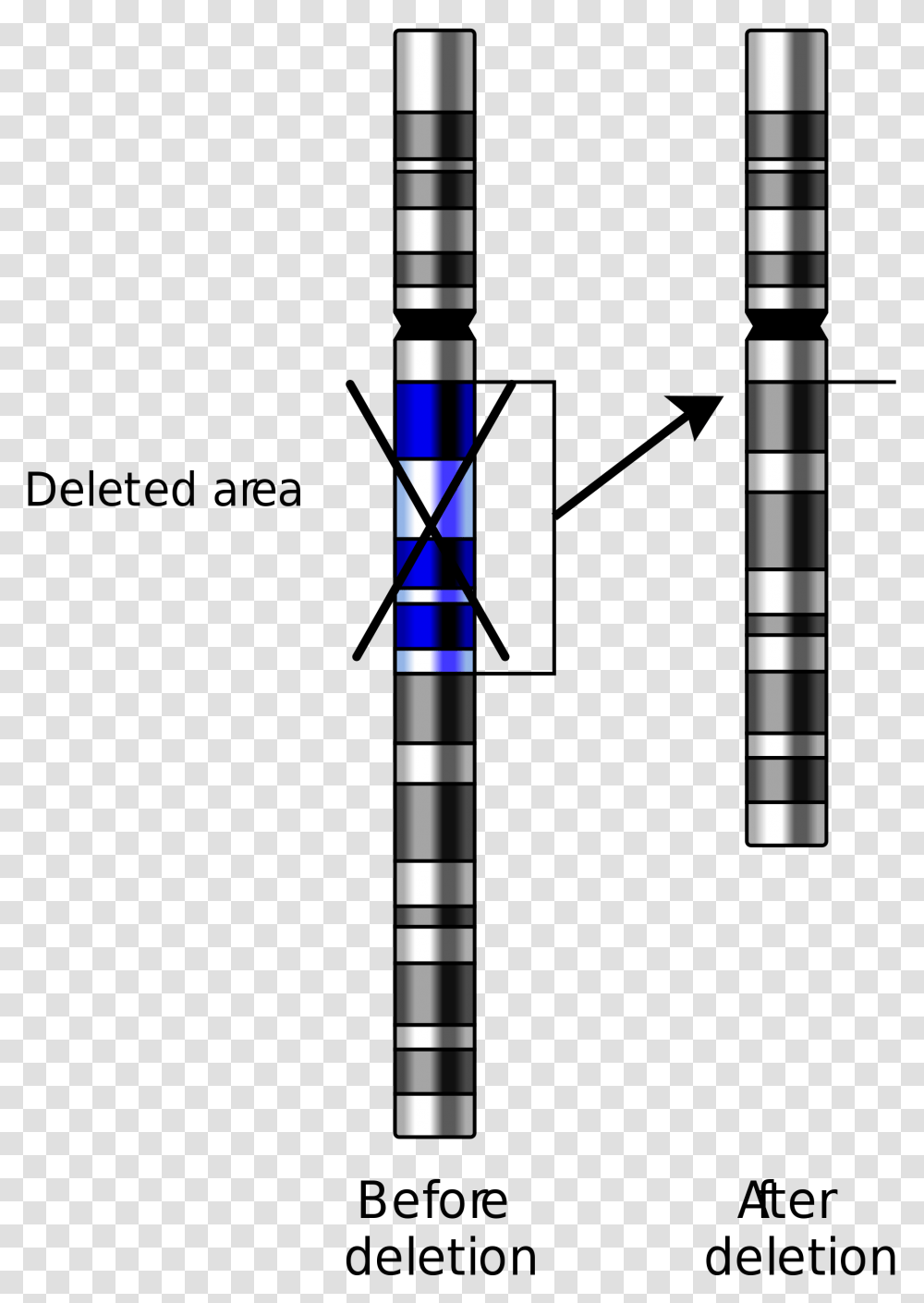 Types Of Dna Mutations, Leisure Activities, Weapon, Arrow Transparent Png