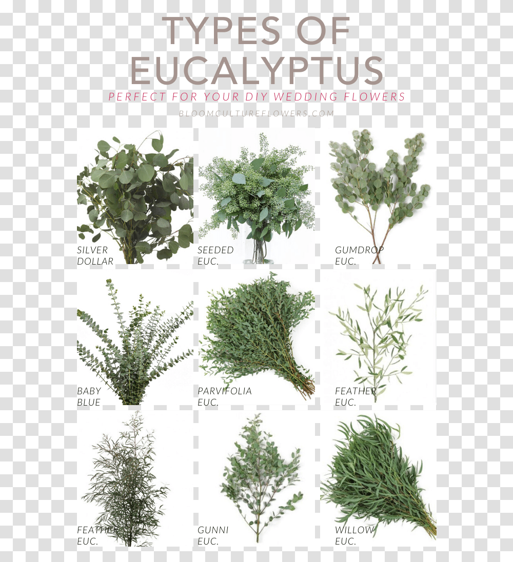 Types Of Eucalyptus Seeded Eucalyptus, Plant, Tree, Potted Plant, Vase Transparent Png