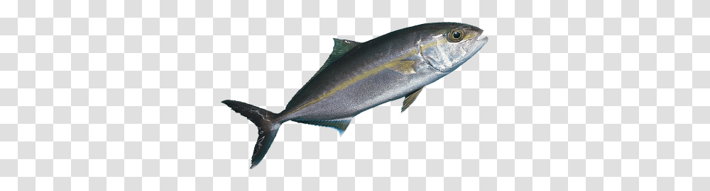 Types Of Fish In The Sea Of Cortez, Tuna, Sea Life, Animal, Shark Transparent Png