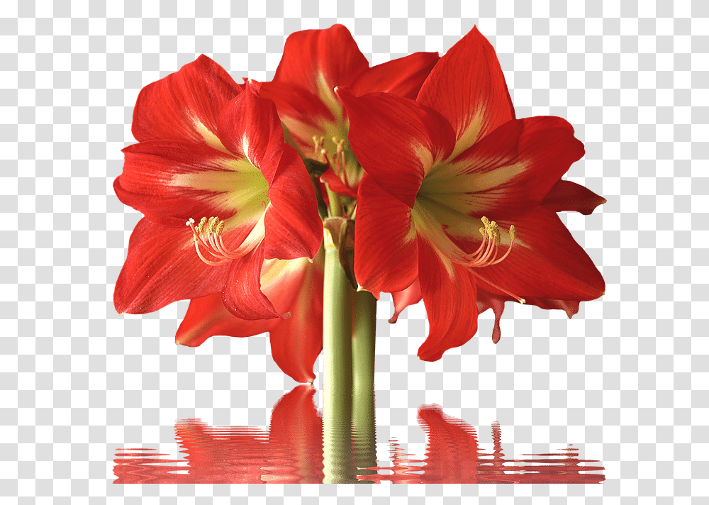 Types Of Red Flowers With Pictures Flower Glossary Red Flower Long Stem, Plant, Blossom, Amaryllis, Flower Arrangement Transparent Png