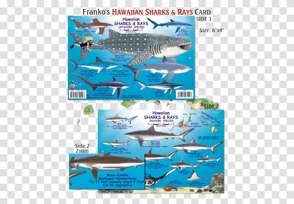 Types Of Sharks Map, Fish, Animal, Sea Life, Airplane Transparent Png