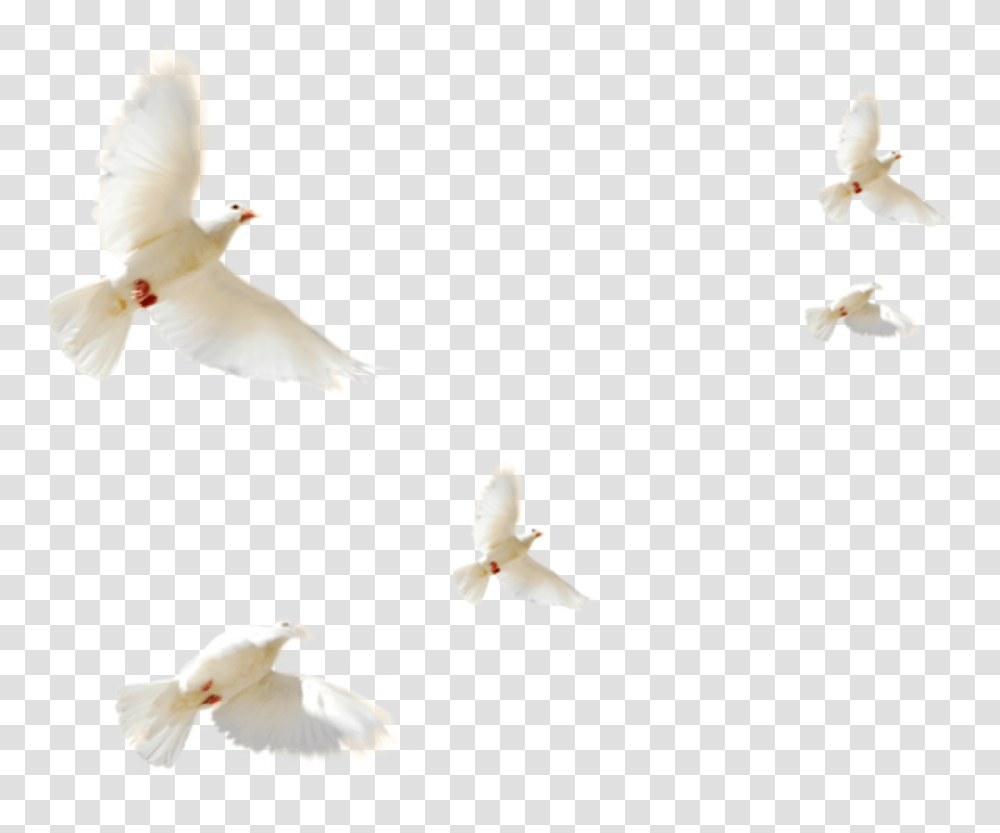 Typical Pigeons Doves Flying, Plant, Flower, Petal Transparent Png