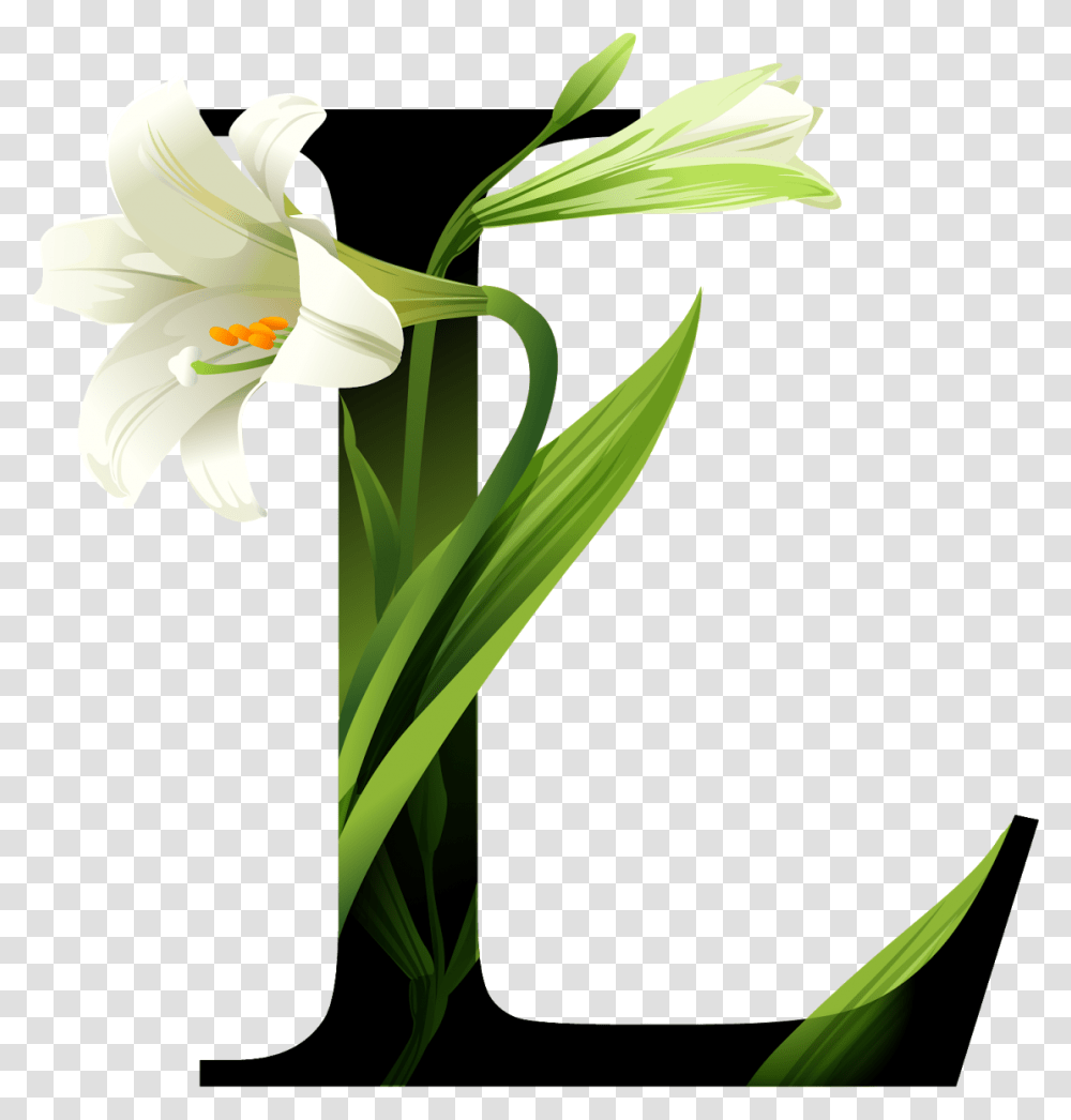 Typography, Plant, Flower, Blossom, Lily Transparent Png
