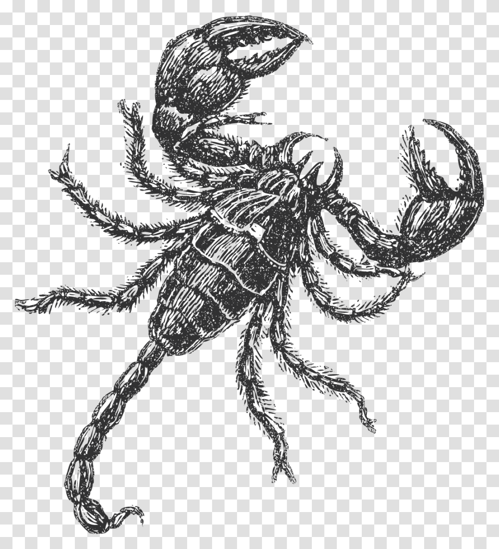 Tyrannies Insectos Sketch, Scorpion, Invertebrate, Animal Transparent Png