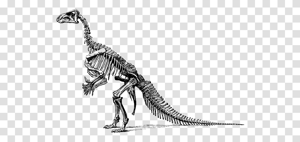 Tyrannosaurus Fossil Skeleton, Dinosaur, Reptile, Animal, Lizard Transparent Png