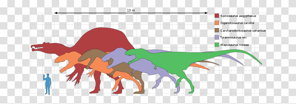 Tyrannosaurus Rex Clipart Inaccurate, Animal, Person, Human, Invertebrate Transparent Png