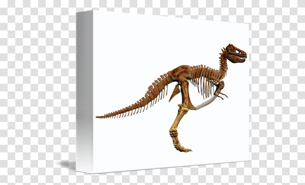 Tyrannosaurus Rex Dinosaur Skeleton, Reptile, Animal, T-Rex Transparent Png