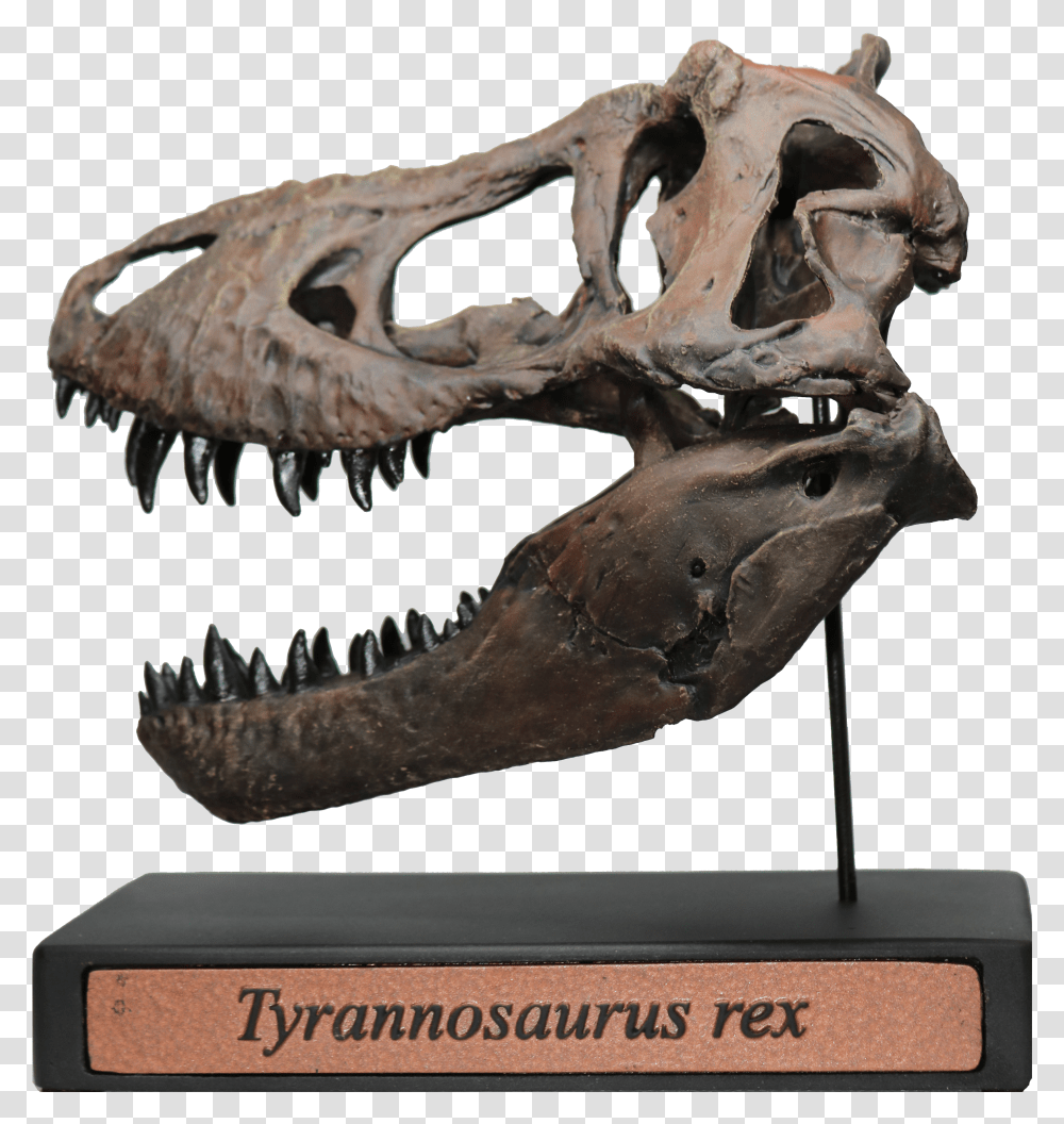 Tyrannosaurus Rex Scale Skull Replica Deeptime Fossils Tufts Love Rex Skull Replica Transparent Png