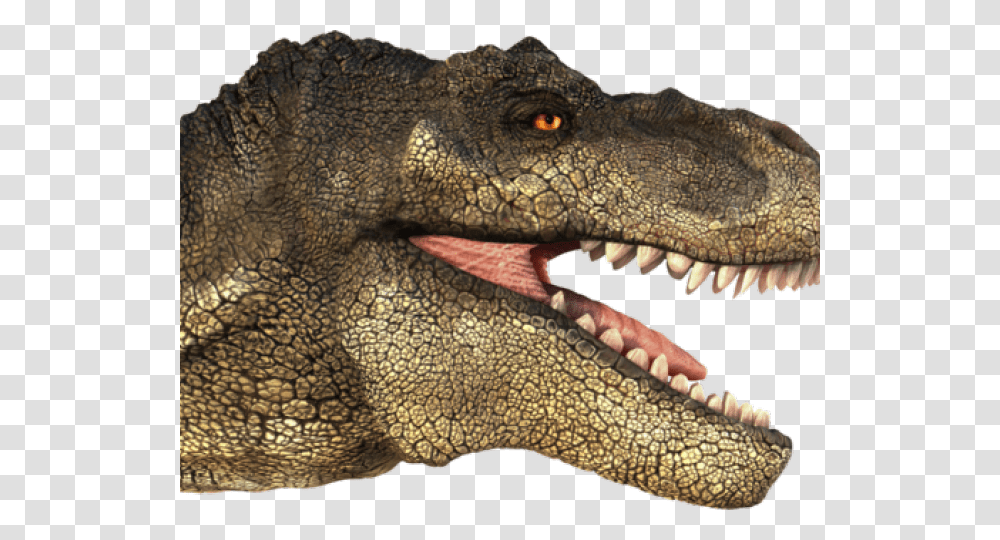 Tyrannosaurus Rex T Rex Head, Lizard, Reptile, Animal, T-Rex Transparent Png