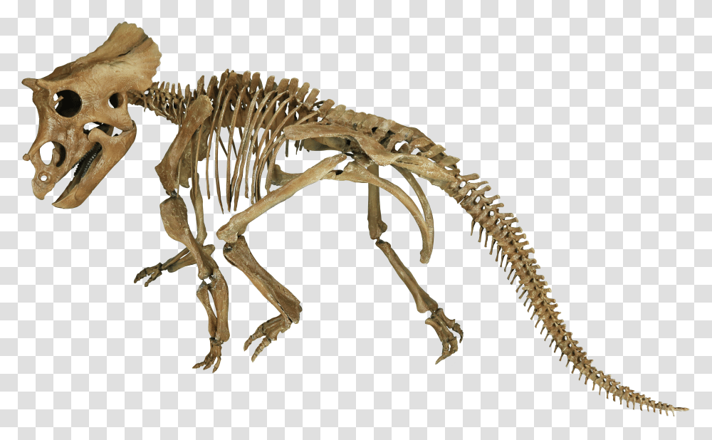 Tyrannosaurus Transparent Png