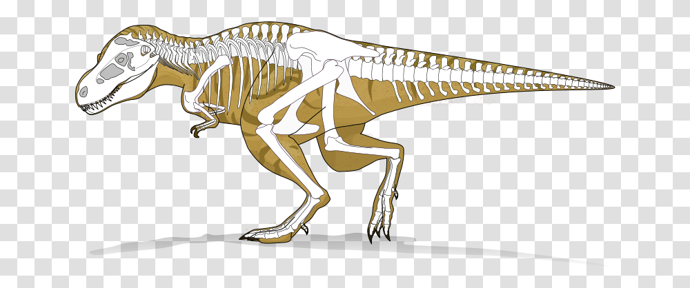 Tyranosaurus Rex Dinosaur Skeleton X Ray, Reptile, Animal, T-Rex Transparent Png