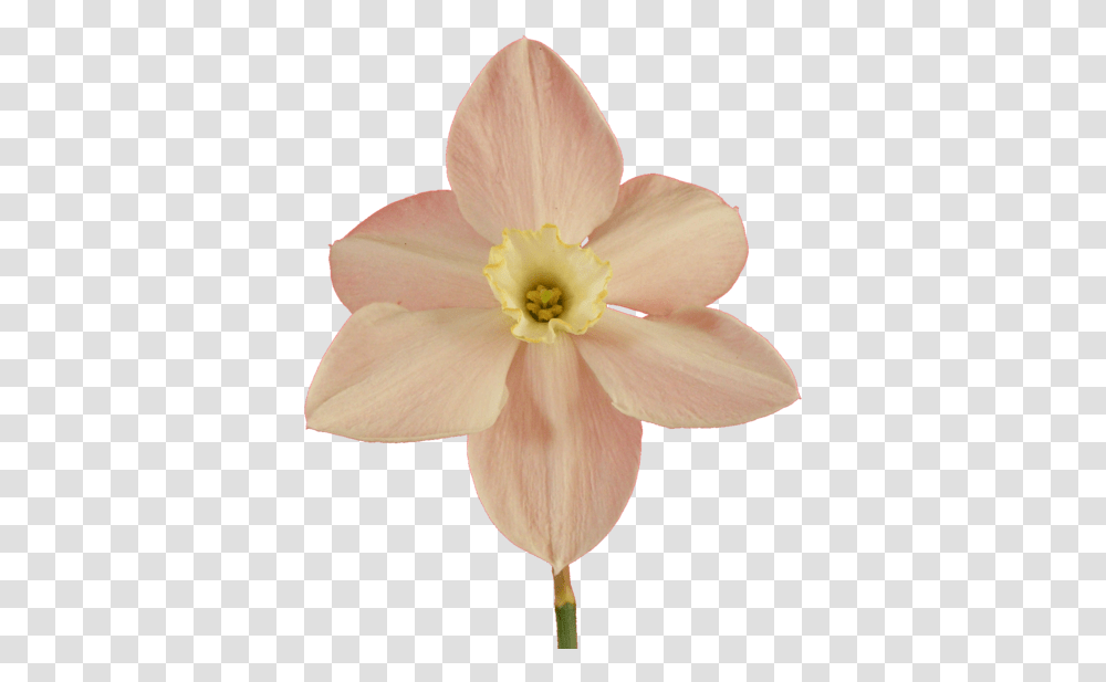 U Narcissus, Plant, Flower, Blossom, Daffodil Transparent Png