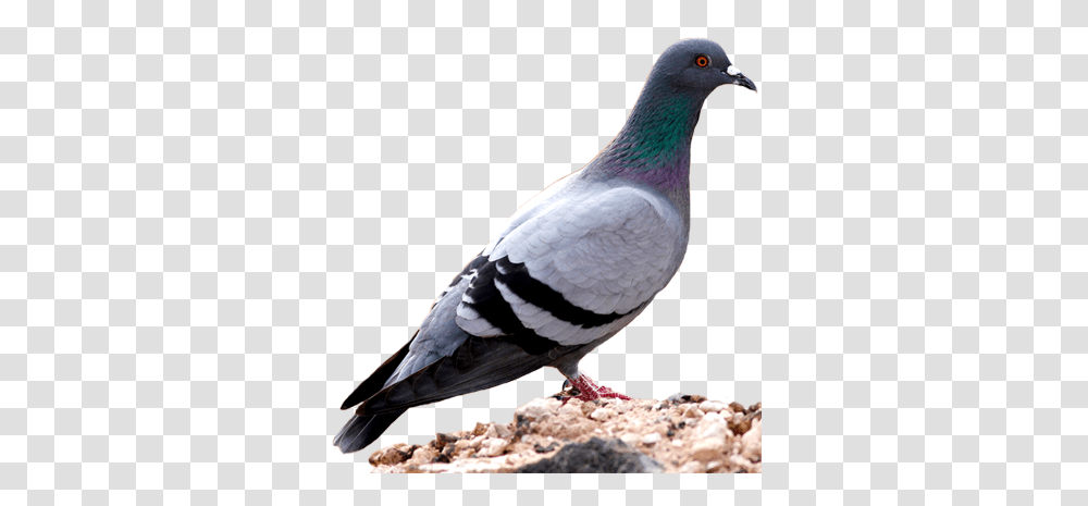 U Pigeons, Bird, Animal, Dove Transparent Png