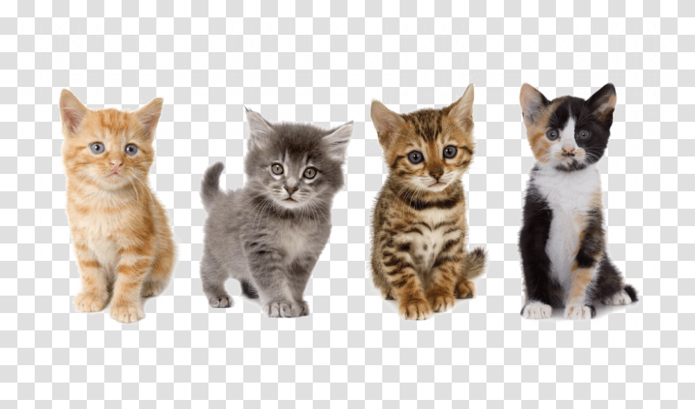 Uber Kittens, Cat, Pet, Mammal, Animal Transparent Png