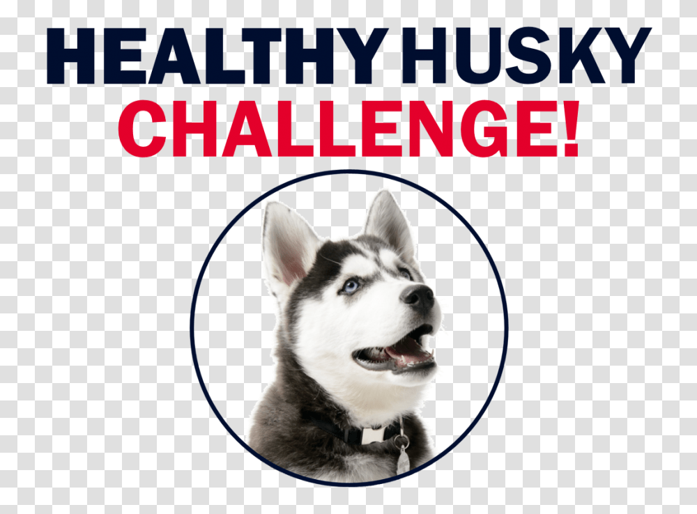 Uconn Student Health On Twitter Pick Up The Healthy Husky, Dog, Pet, Canine, Animal Transparent Png