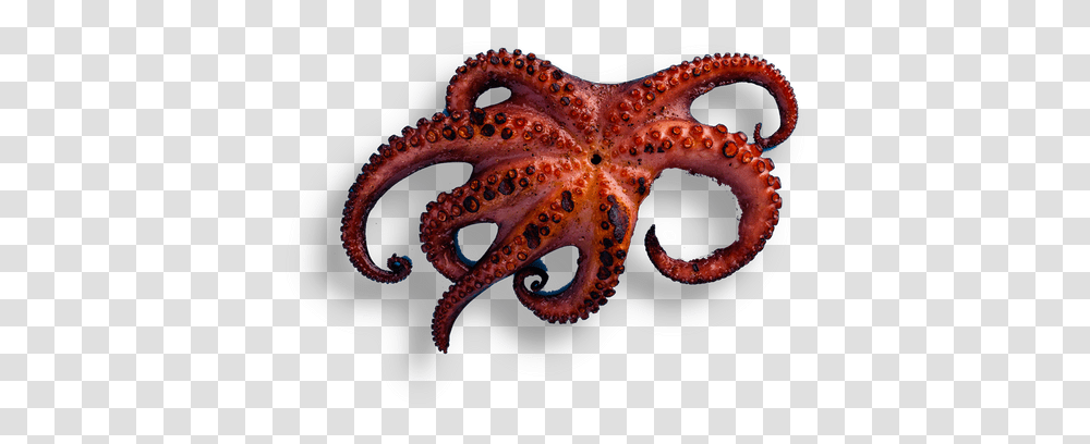 Ufficio Polpo Alla Grigla Octopus Kitchen Octopus, Snake, Reptile, Animal, Sea Life Transparent Png