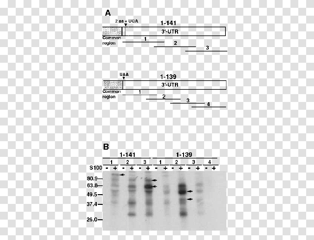 Uga Arch Horizontal, Text, Bird, Animal, Plot Transparent Png