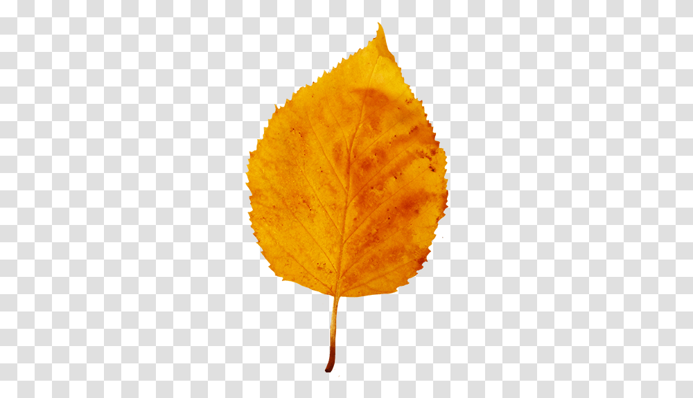 Uhd Autumn Leaf Clipart Pack 5875 4570book Fall Small Leaf, Plant, Veins, Pineapple, Fruit Transparent Png