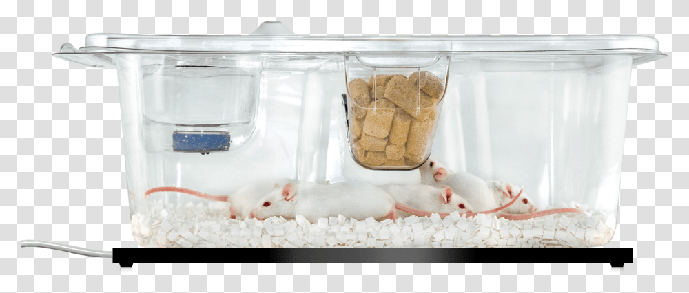 Uid Mouse Matrix Unified Information Devices Lid, Animal, Mammal, Rodent, Bathtub Transparent Png
