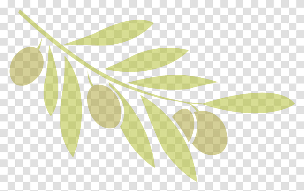 Ulivo, Leaf, Plant, Green Transparent Png