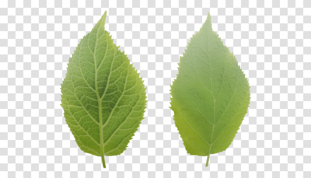 Ulmus Alata, Leaf, Plant, Green, Pineapple Transparent Png