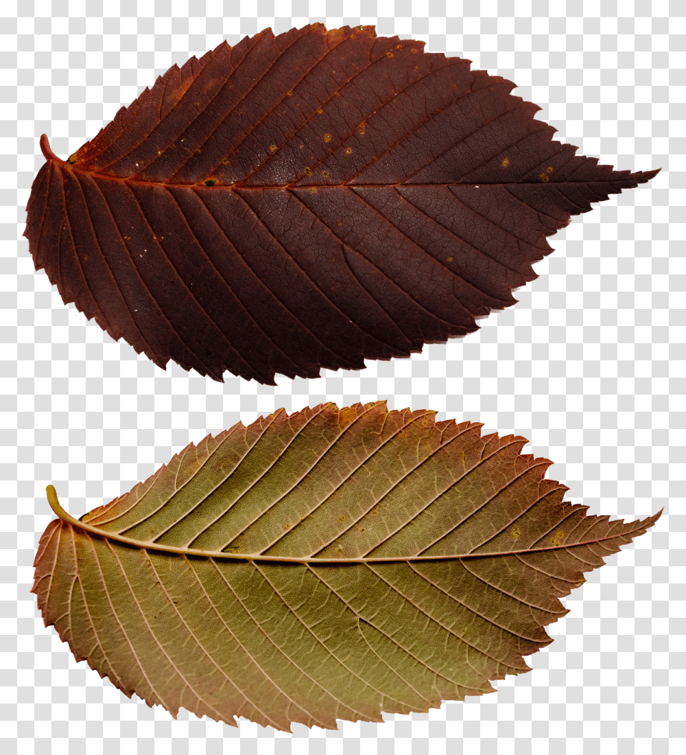 Ulmus Alata, Leaf, Plant, Veins, Fungus Transparent Png
