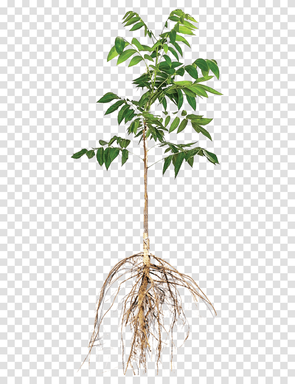 Ulmus Alata, Plant, Tree, Palm Tree, Arecaceae Transparent Png