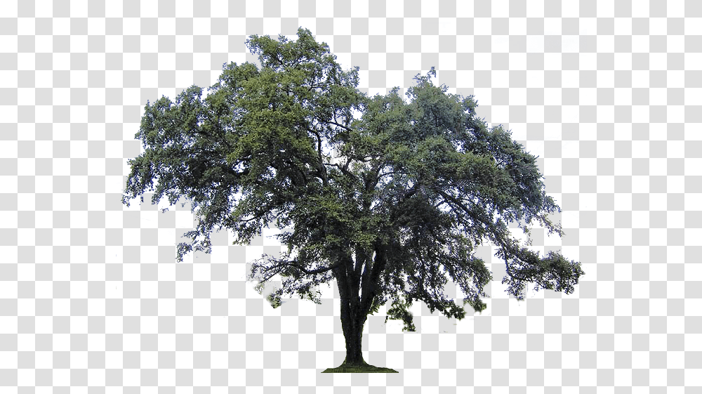 Ulmus Americana Southern Live Oak Tree Live Oak Tree, Plant, Tree Trunk, Bonsai, Potted Plant Transparent Png