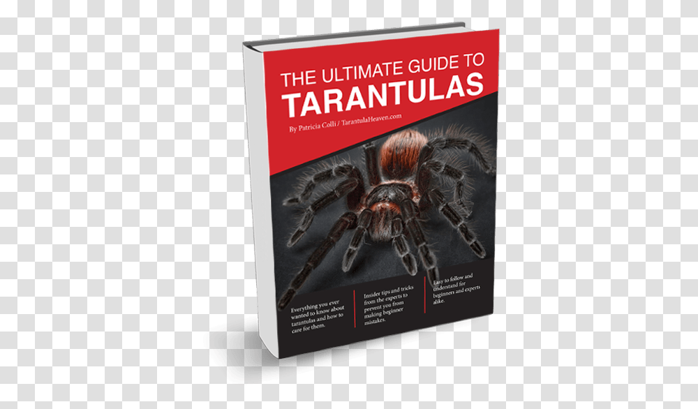 Ultimate Guide To Tarantulas, Poster, Advertisement, Insect, Invertebrate Transparent Png