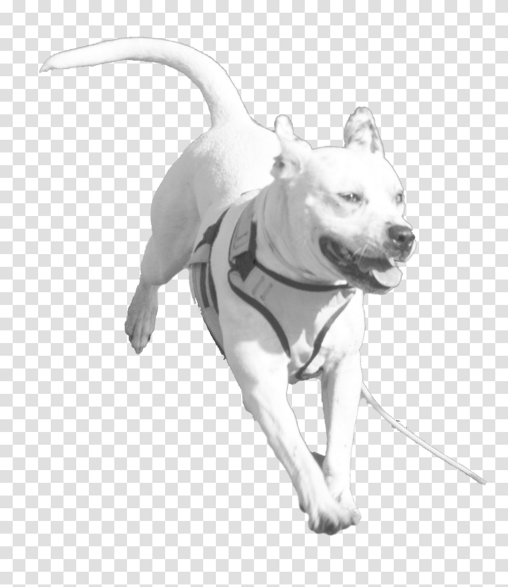 Ultimutt Race Martingale, Dog, Pet, Canine, Animal Transparent Png