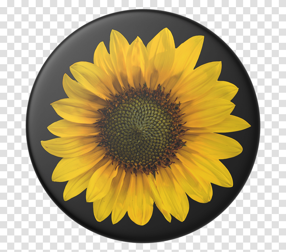 Ultra Hd 4k Sunflower, Plant, Blossom, Daisy, Daisies Transparent Png