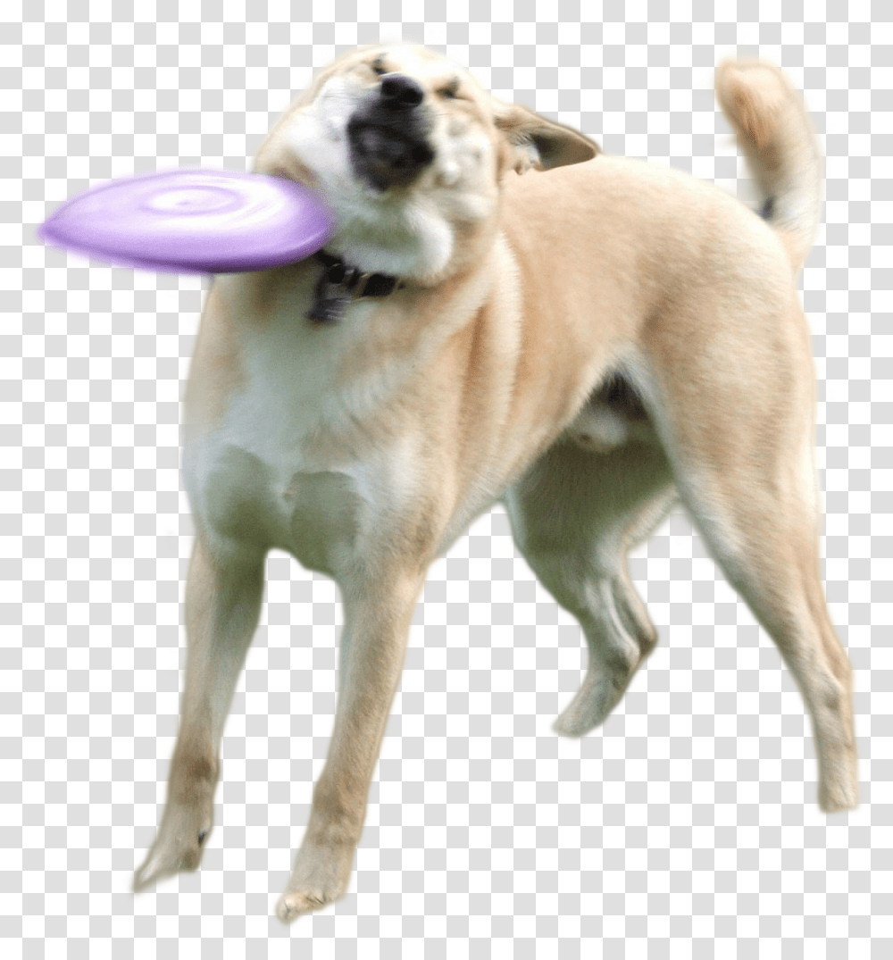 Ultra Heck Dog Hit By A Frisbee, Toy, Pet, Canine, Animal Transparent Png