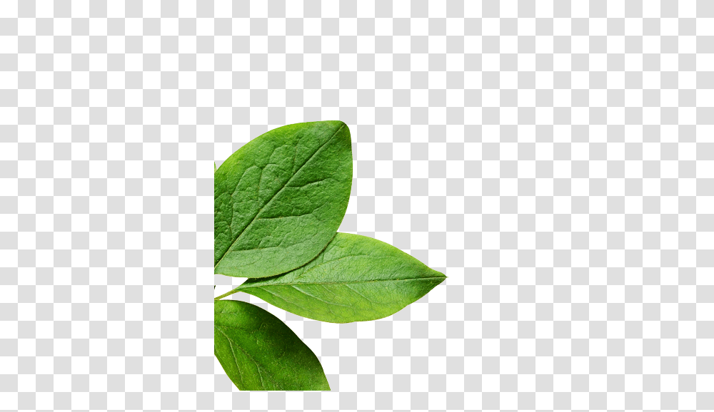 Ultra Shine Conditioner, Leaf, Plant, Annonaceae, Tree Transparent Png