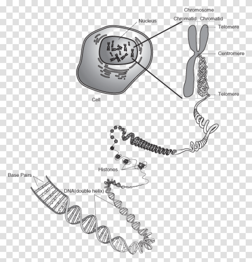 Ultra Structure Of Chromosome, Hand, Accessories, Plot Transparent Png