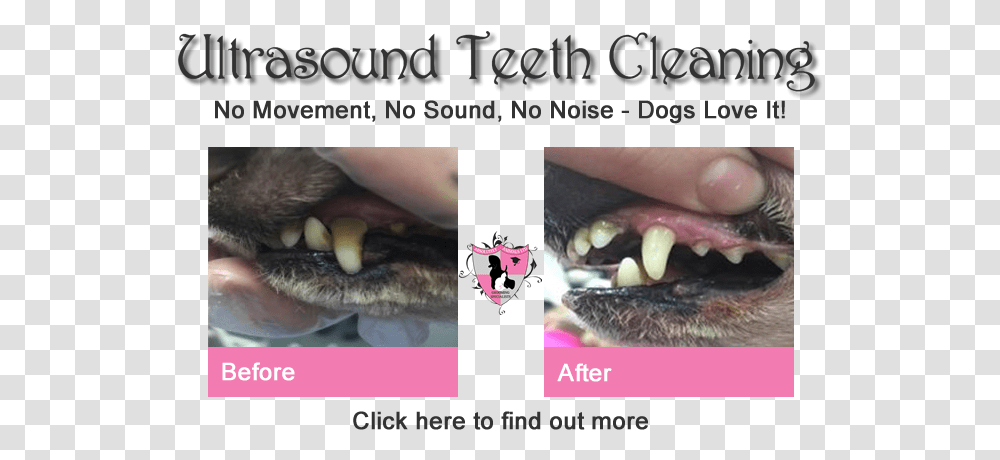 Ultrasound Dog Teeth Cleaning Fang, Mouth, Lip, Animal, Snout Transparent Png