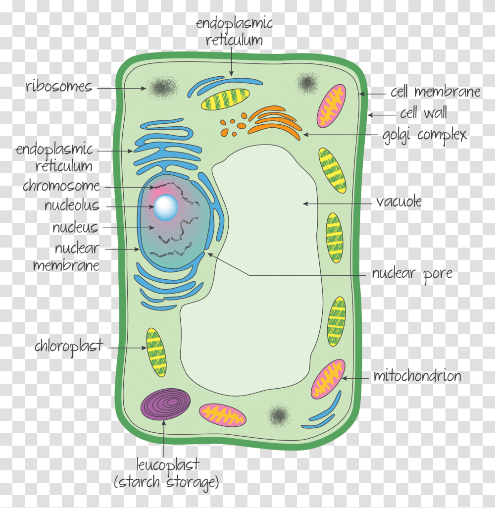 Ultrastructure Of A Eukaryotic Cell A Plant Cell, Electronics, Number Transparent Png