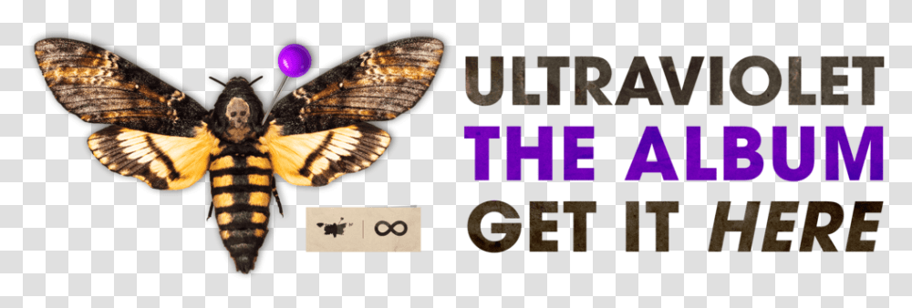 Ultraviolet Cover Website Banner Fg8 8b Acherontia Atropos, Insect, Invertebrate, Animal, Butterfly Transparent Png