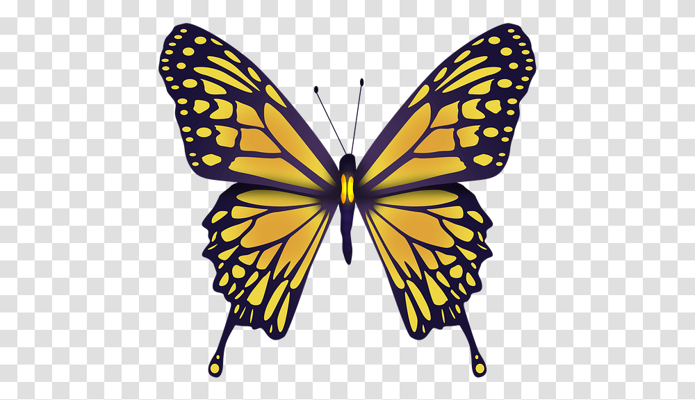 Ulysses Butterfly, Monarch, Insect, Invertebrate, Animal Transparent Png