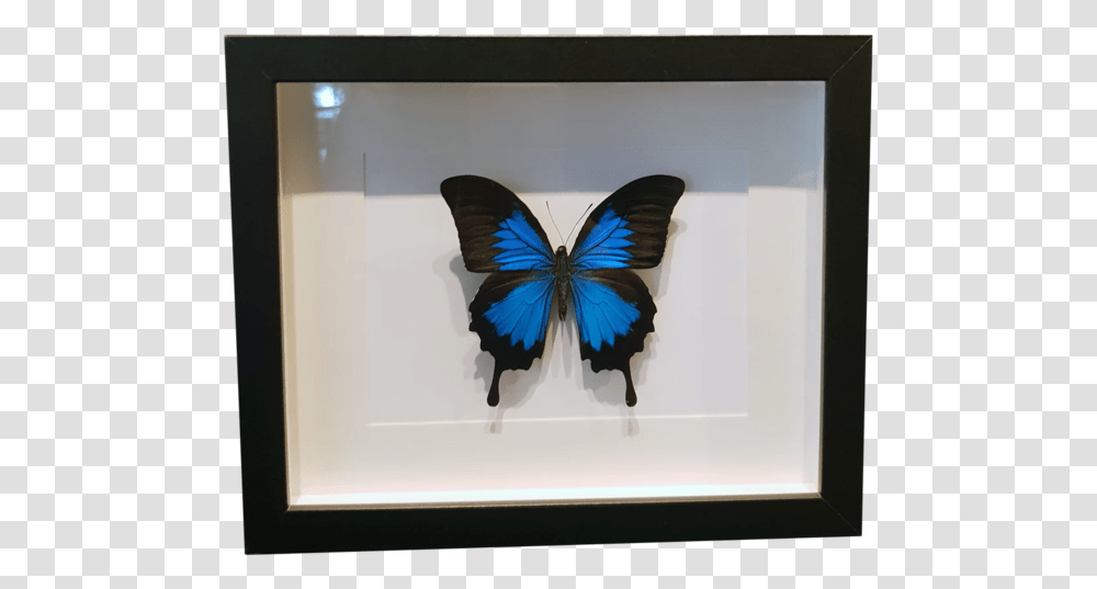 Ulysses Swallowtail Butterfly In Large Frame Picture Frame, Bird, Animal, Window Display, Shop Transparent Png