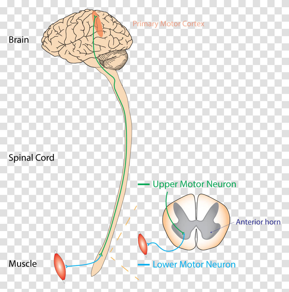 Umn Vs Lmn, Plant, Flower, Produce Transparent Png