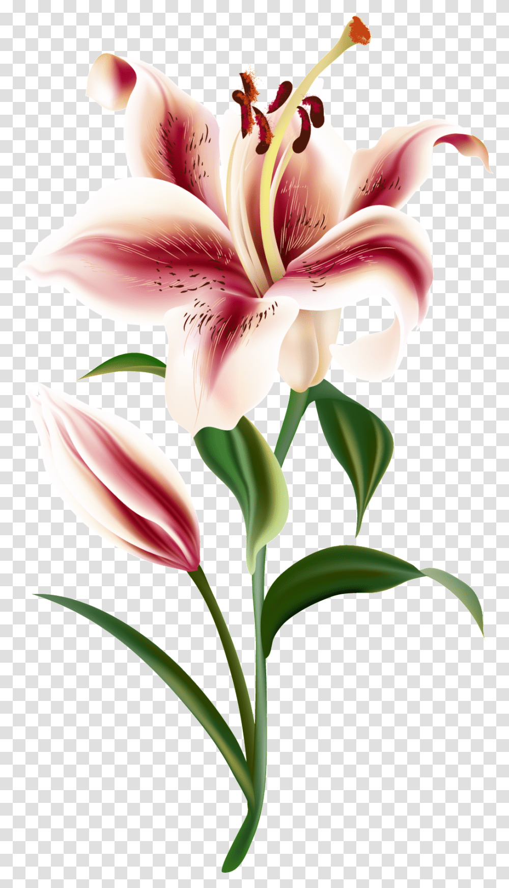 Un Transparente Ornamental Para Un Corazon Rojo Vector Lily Flower Shutterstock, Plant, Blossom Transparent Png