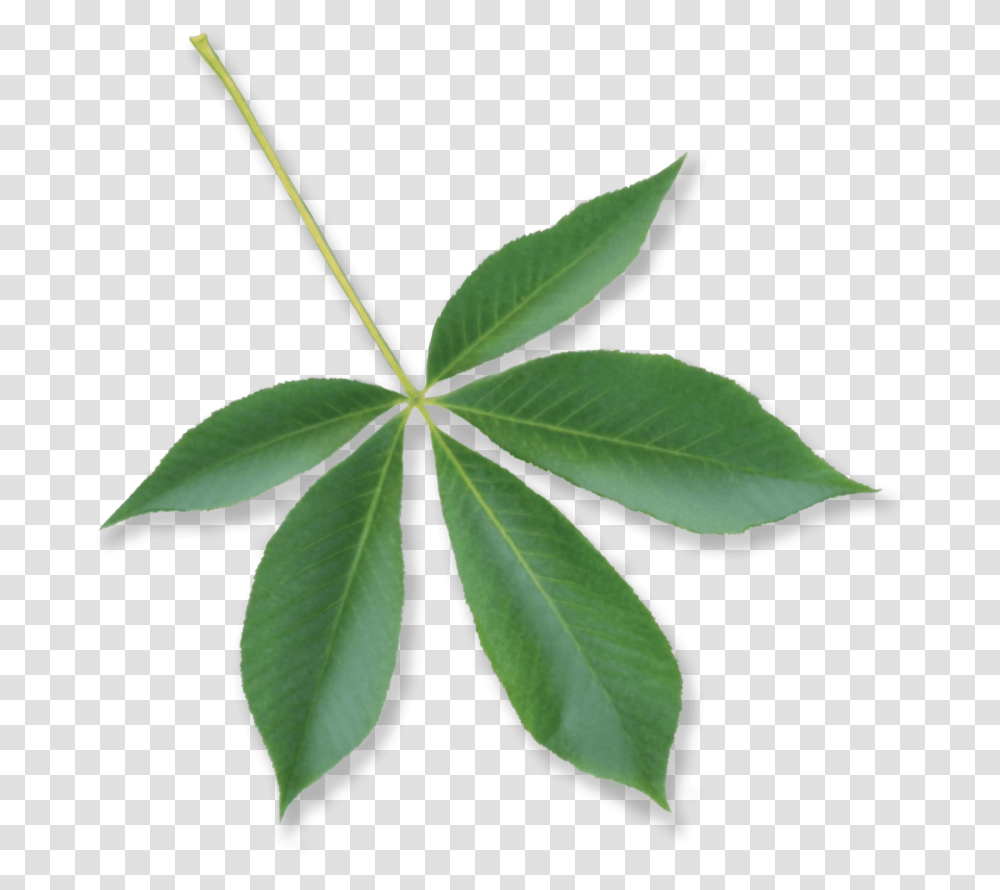 Under The Canopy Tree Guide Media, Leaf, Plant, Annonaceae Transparent Png