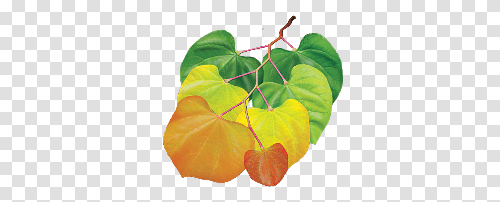 Under The Canopy Tree Guide Media, Leaf, Plant, Ivy, Veins Transparent Png