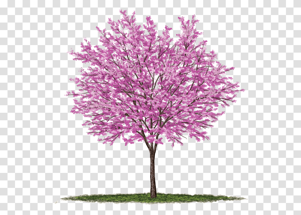 Under The Canopy Tree Guide Media, Plant, Flower, Blossom, Petal Transparent Png