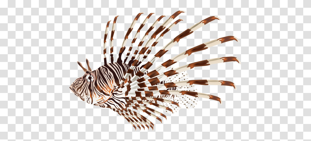 Under The Sea, Animal, Sea Life, Zebra, Invertebrate Transparent Png