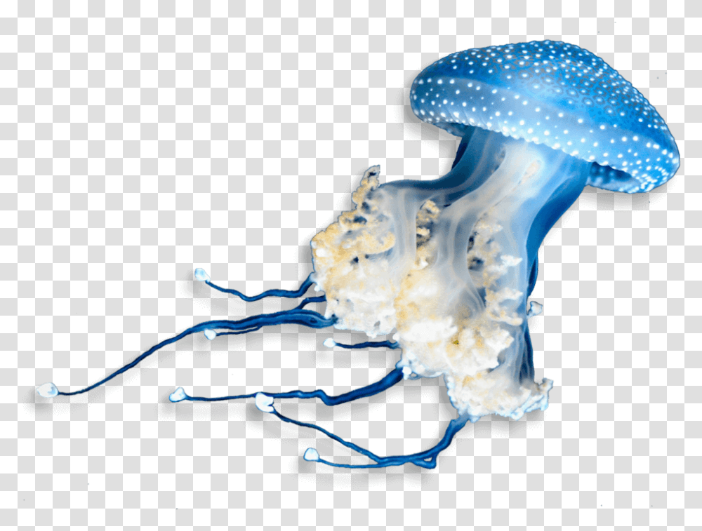 Underwater Animals & Free Animalspng Underwater Animals, Jellyfish, Invertebrate, Sea Life, Fungus Transparent Png