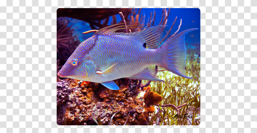 Underwater, Fish, Animal, Aquatic, Sea Life Transparent Png