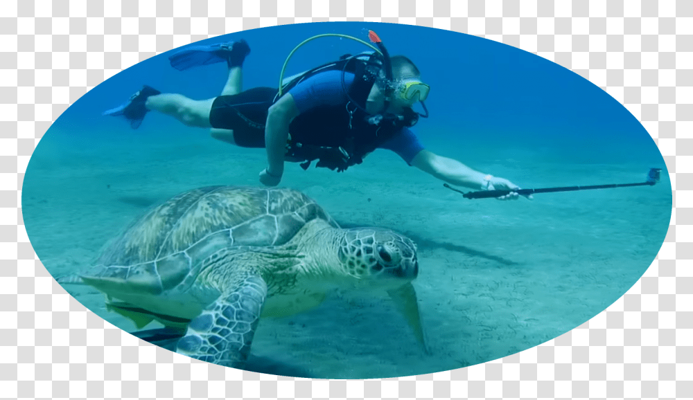 Underwater, Outdoors, Person, Turtle, Sea Life Transparent Png